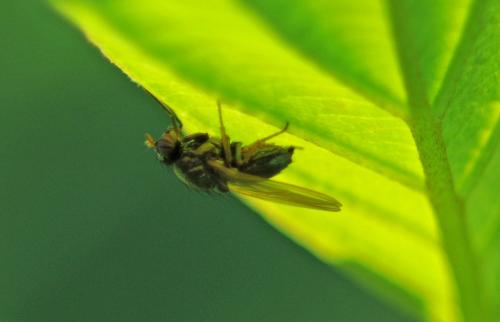 Calliopum sp.